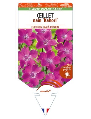 DIANTHUS nain ‘Kahori’ voir ŒILLET
