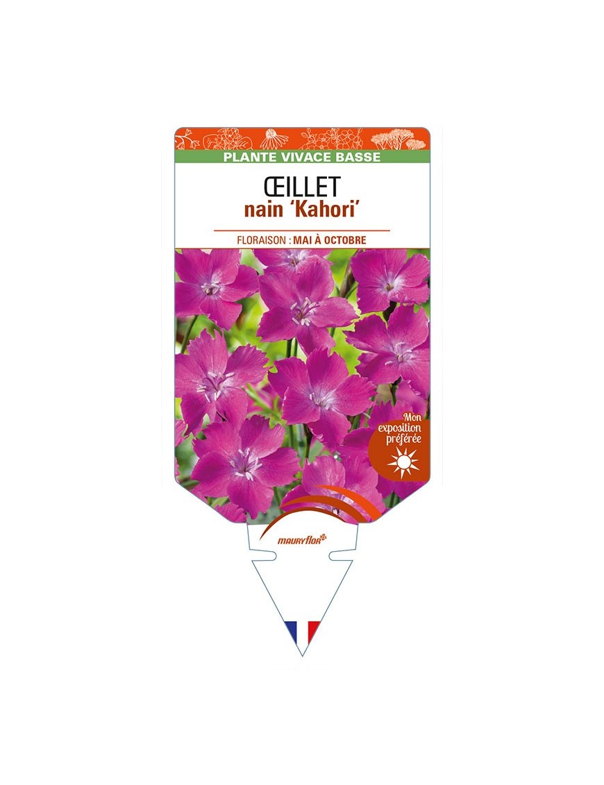 DIANTHUS nain ‘Kahori’ voir ŒILLET