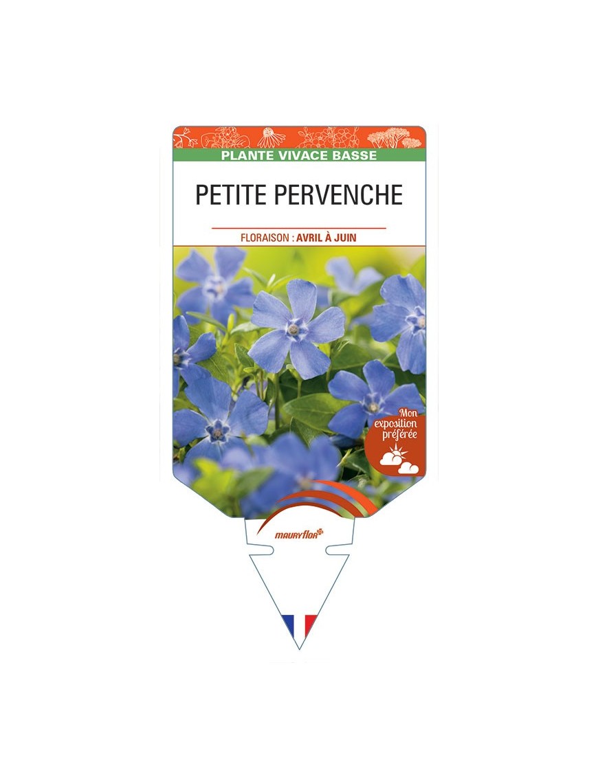 VINCA minor (bleue) voir PETITE PERVENCHE *