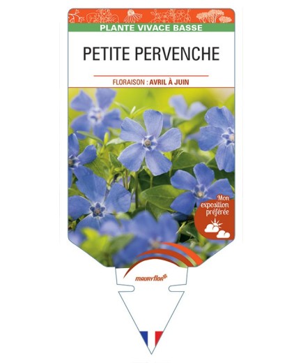 VINCA minor (bleue) voir PETITE PERVENCHE *
