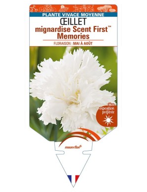DIANTHUS plumarius  Scent FirstTM Memories voir ŒILLET mignardise