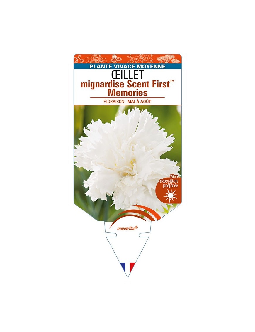DIANTHUS plumarius  Scent FirstTM Memories voir ŒILLET mignardise