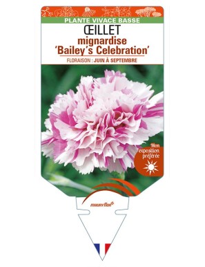 DIANTHUS plumarius 'Bailey’s Celebration’ voir ŒILLET mignardise
