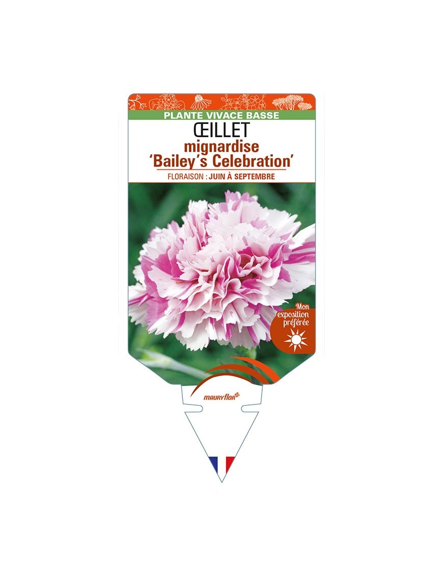 DIANTHUS plumarius 'Bailey’s Celebration’ voir ŒILLET mignardise
