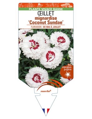 DIANTHUS plumarius 'Coconut Sundae' voir ŒILLET mignardise