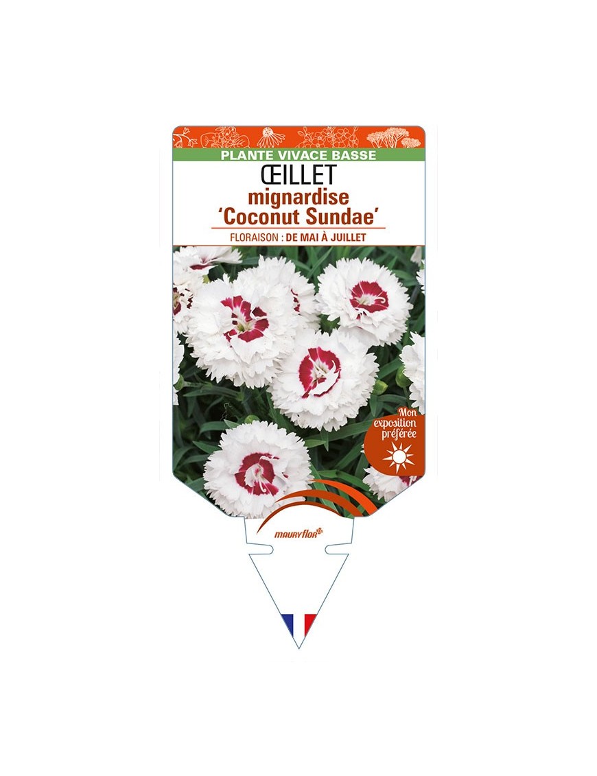 DIANTHUS plumarius 'Coconut Sundae' voir ŒILLET mignardise