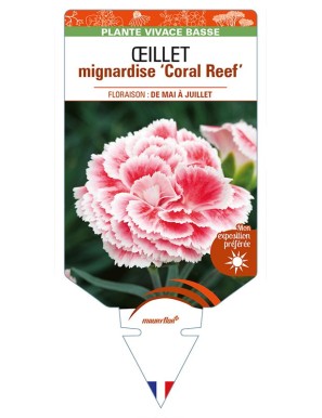 DIANTHUS plumarius 'Coral Reef' voir ŒILLET mignardise