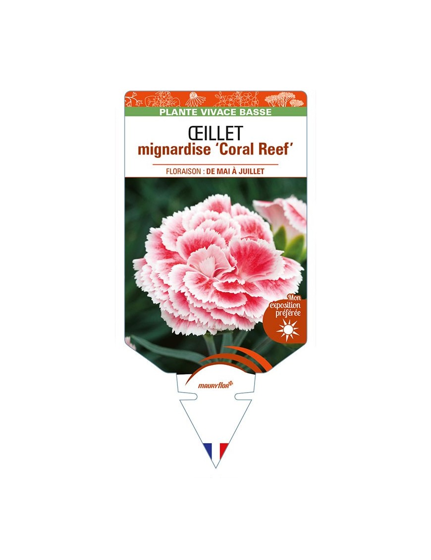 DIANTHUS plumarius 'Coral Reef' voir ŒILLET mignardise