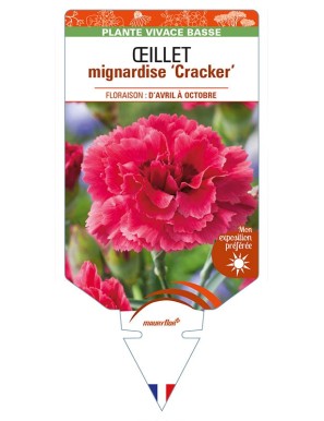 DIANTHUS plumarius 'Cracker' voir ŒILLET mignardise