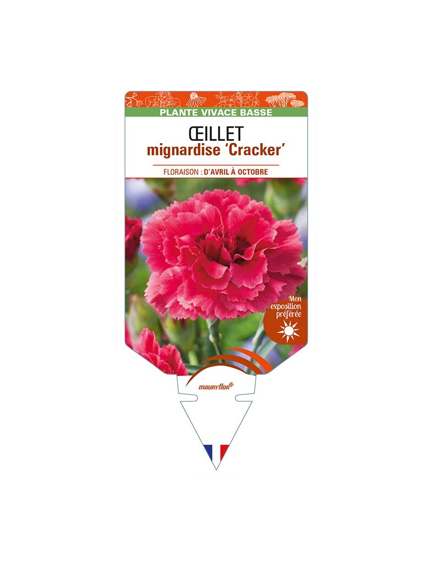 DIANTHUS plumarius 'Cracker' voir ŒILLET mignardise