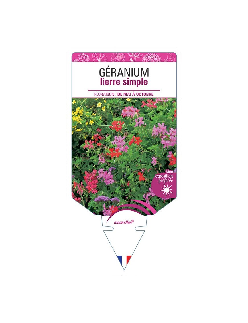 GÉRANIUM LIERRE SIMPLE (VARIÉ)