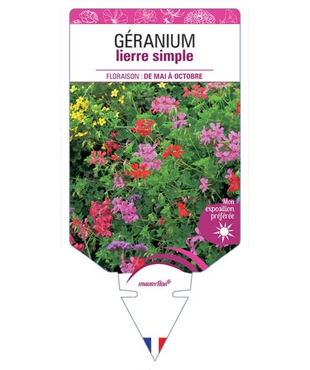 GÉRANIUM LIERRE SIMPLE (VARIÉ)