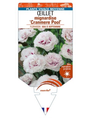 DIANTHUS plumarius 'Cranmere Pool' voir ŒILLET mignardise