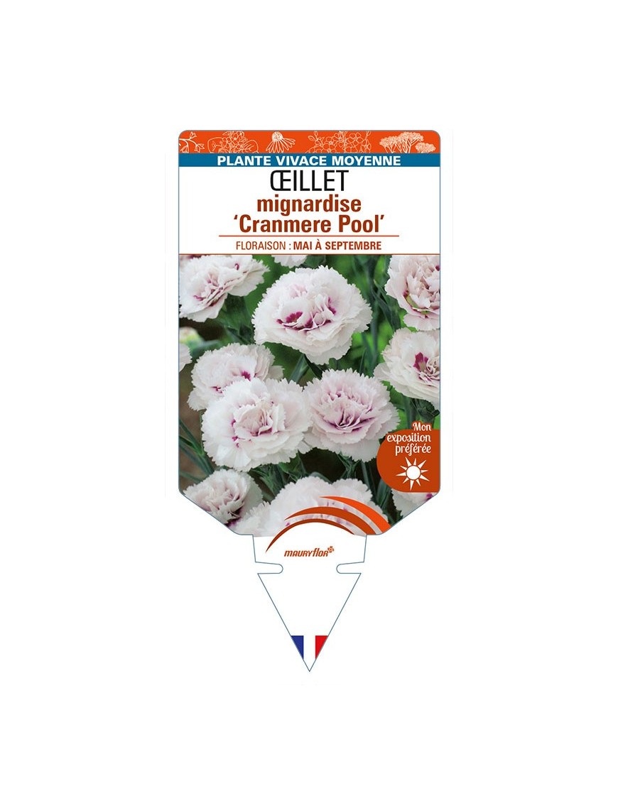 DIANTHUS plumarius 'Cranmere Pool' voir ŒILLET mignardise