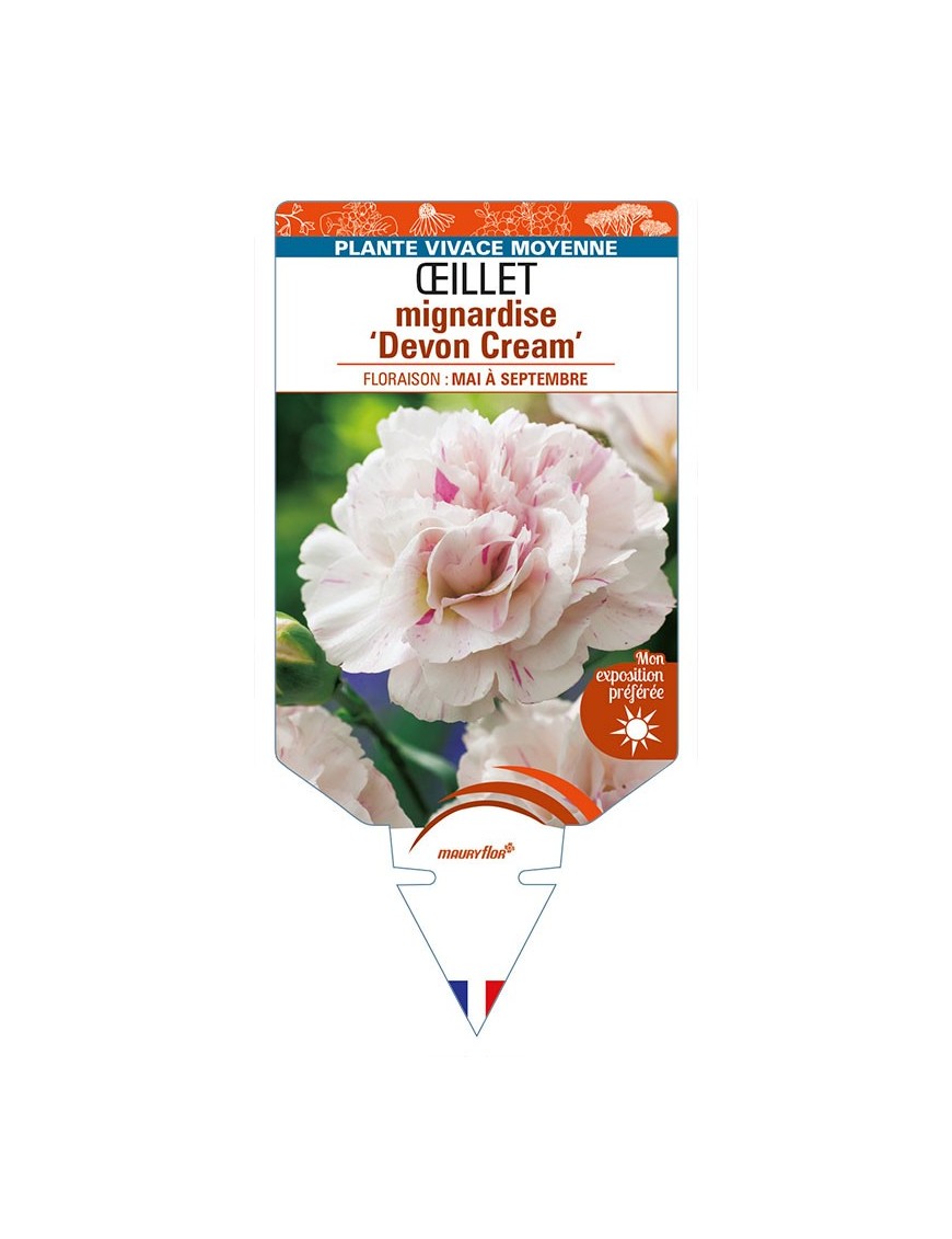 DIANTHUS plumarius 'Devon Cream' voir ŒILLET mignardise