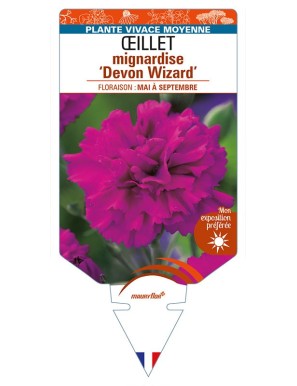 DIANTHUS plumarius 'Devon Wizard' voir ŒILLET mignardise