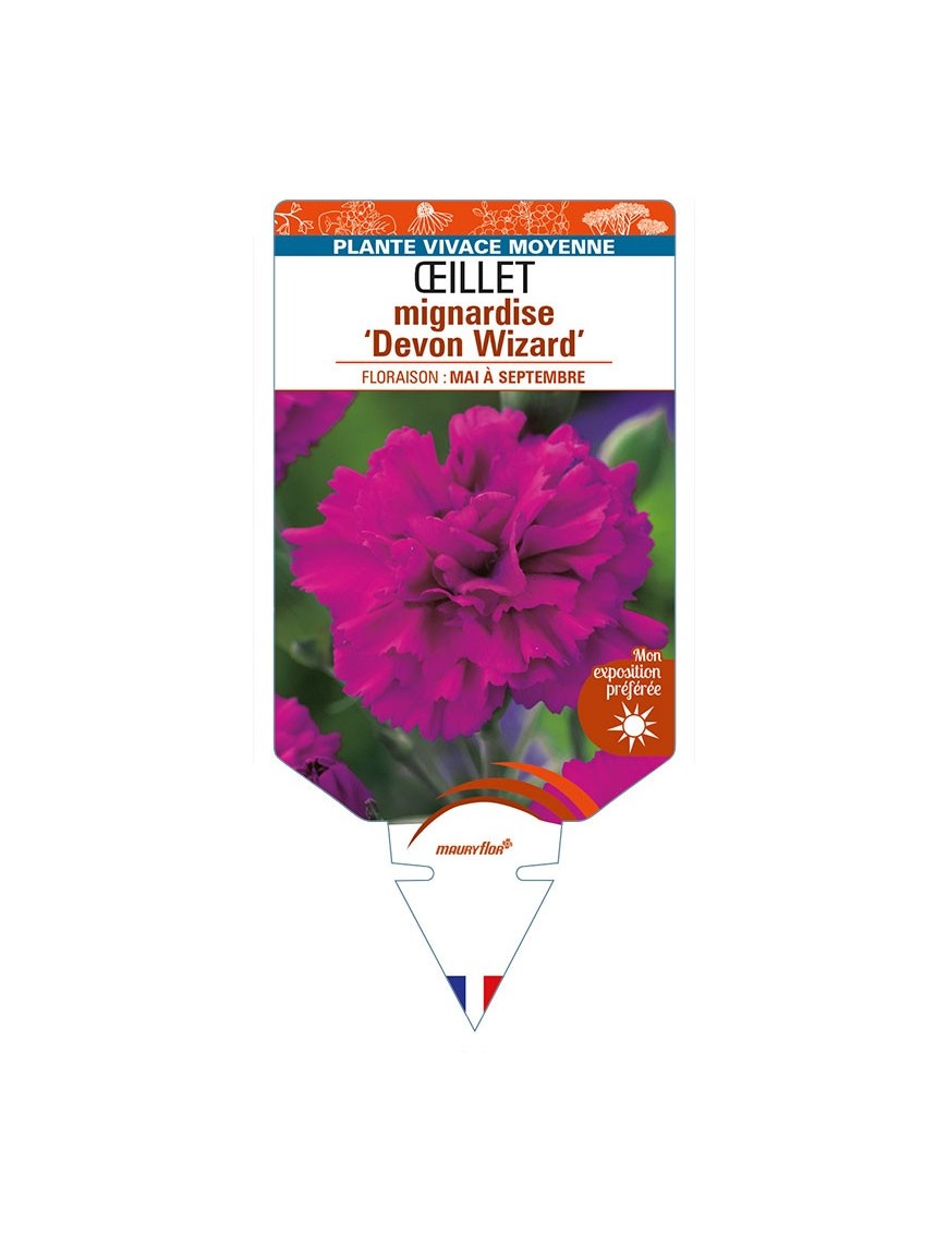 DIANTHUS plumarius 'Devon Wizard' voir ŒILLET mignardise