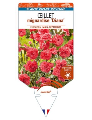 DIANTHUS plumarius 'Diana' voir ŒILLET mignardise