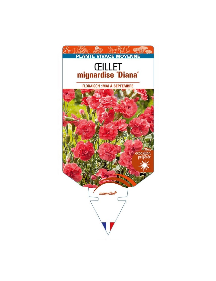 DIANTHUS plumarius 'Diana' voir ŒILLET mignardise