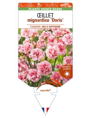 DIANTHUS plumarius 'Doris' voir ŒILLET mignardise