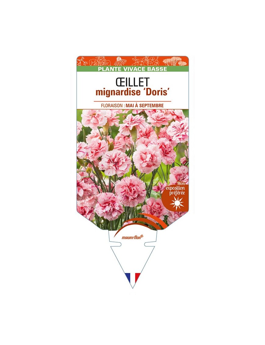 DIANTHUS plumarius 'Doris' voir ŒILLET mignardise
