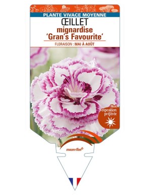 DIANTHUS plumarius 'Gran's Favourite' voir ŒILLET mignardise