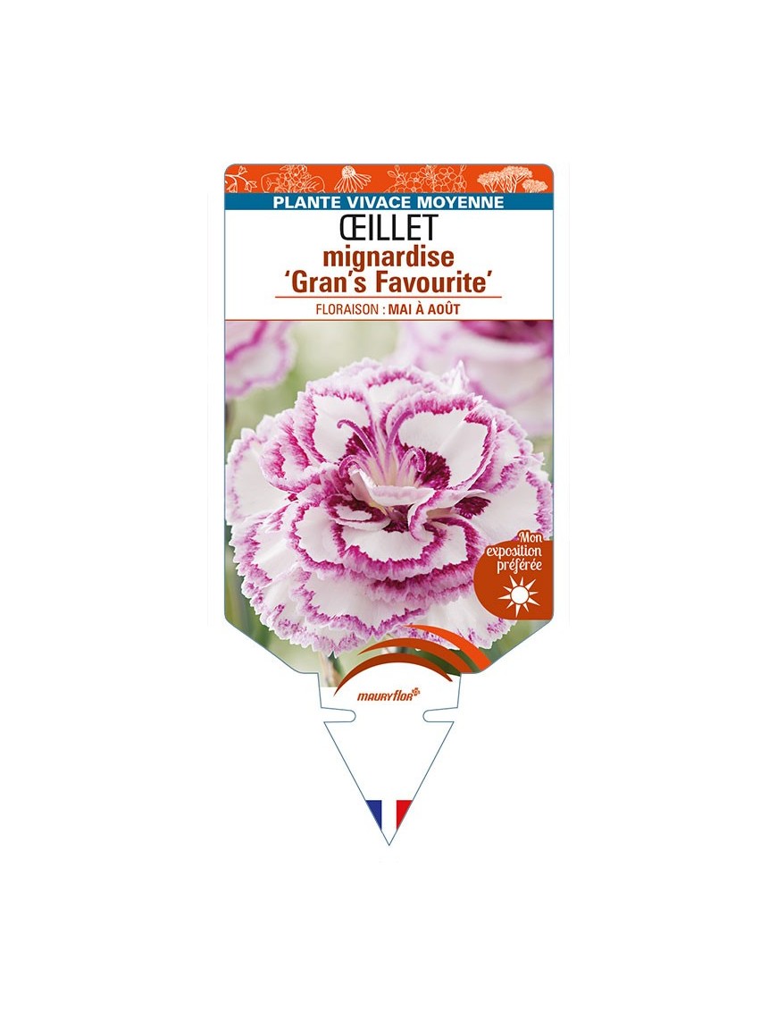 DIANTHUS plumarius 'Gran's Favourite' voir ŒILLET mignardise