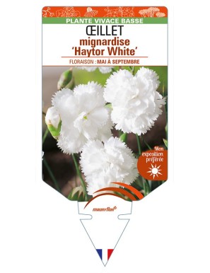 DIANTHUS plumarius 'Haytor White' voir ŒILLET mignardise