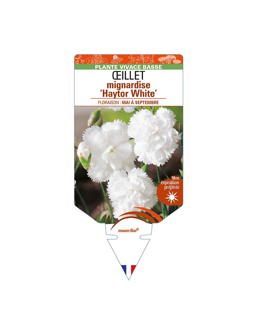 DIANTHUS plumarius 'Haytor White' voir ŒILLET mignardise