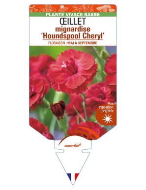 DIANTHUS plumarius 'Houndspool Cheryl' voir ŒILLET mignardise