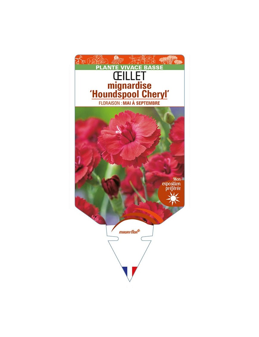 DIANTHUS plumarius 'Houndspool Cheryl' voir ŒILLET mignardise