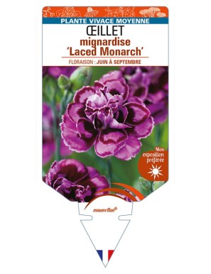 DIANTHUS plumarius 'Laced Monarch' voir ŒILLET mignardise