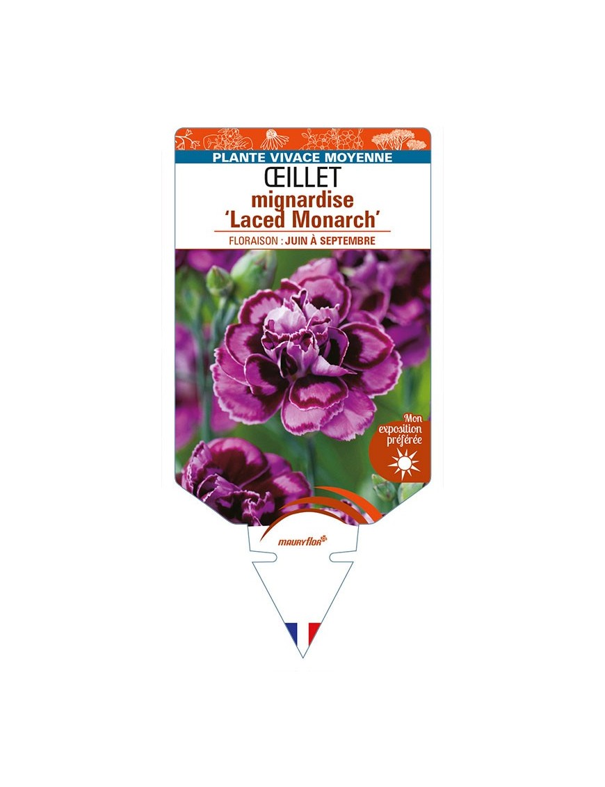 DIANTHUS plumarius 'Laced Monarch' voir ŒILLET mignardise