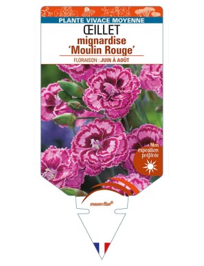 DIANTHUS plumarius 'Moulin Rouge' voir ŒILLET mignardise