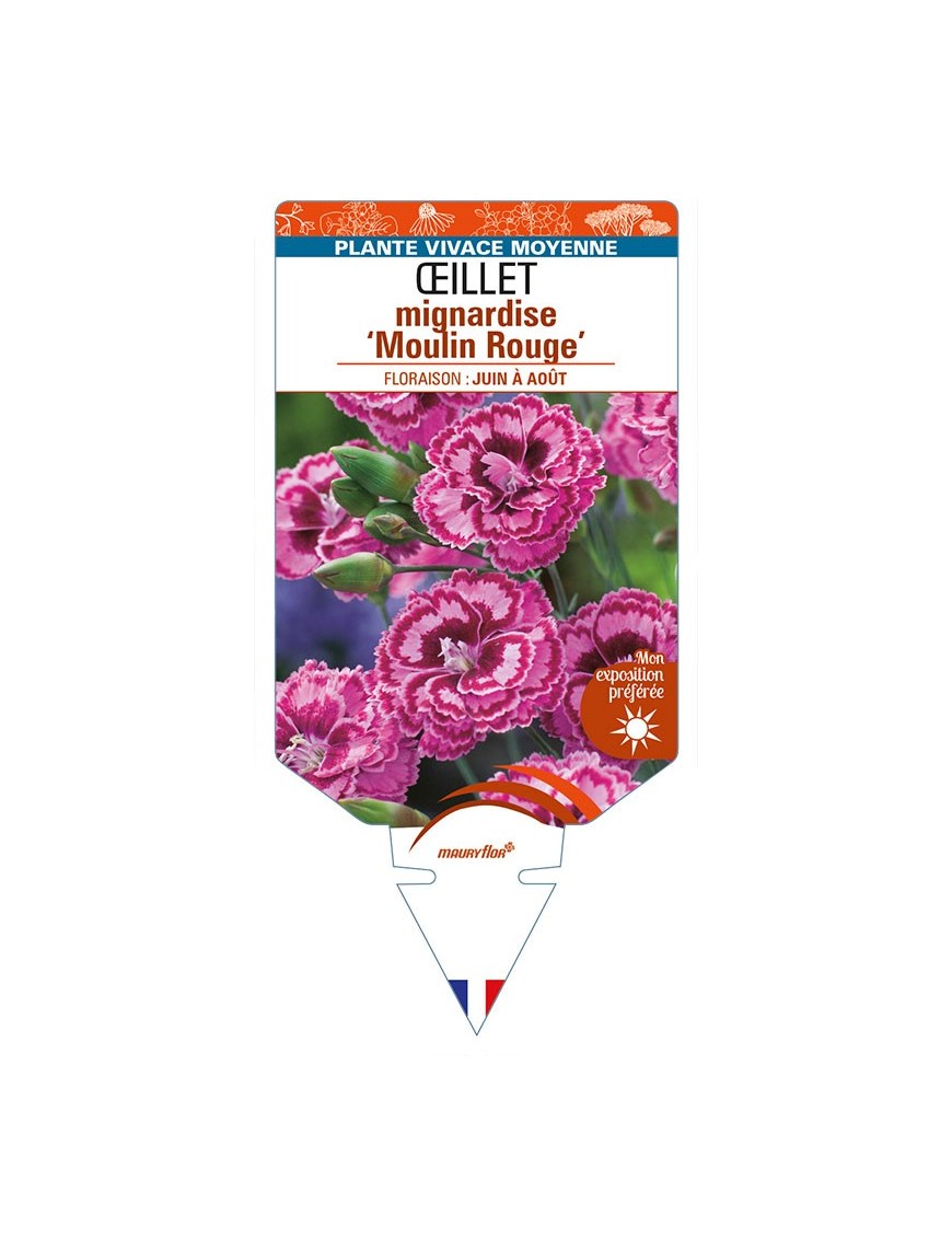 DIANTHUS plumarius 'Moulin Rouge' voir ŒILLET mignardise