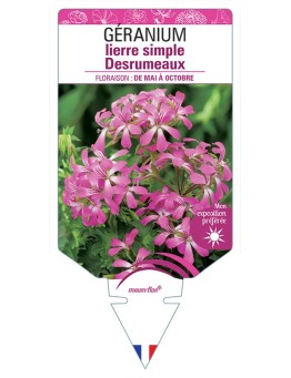 GÉRANIUM LIERRE SIMPLE DESRUMEAUX