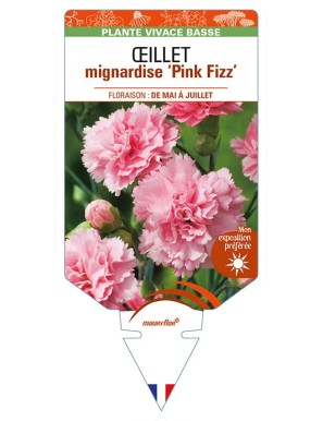 DIANTHUS plumarius 'Pink Fizz' voir ŒILLET mignardise