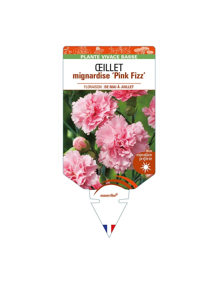 DIANTHUS plumarius 'Pink Fizz' voir ŒILLET mignardise