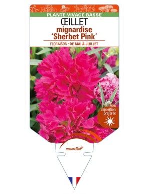 DIANTHUS plumarius 'Sherbet Pink' voir ŒILLET mignardise