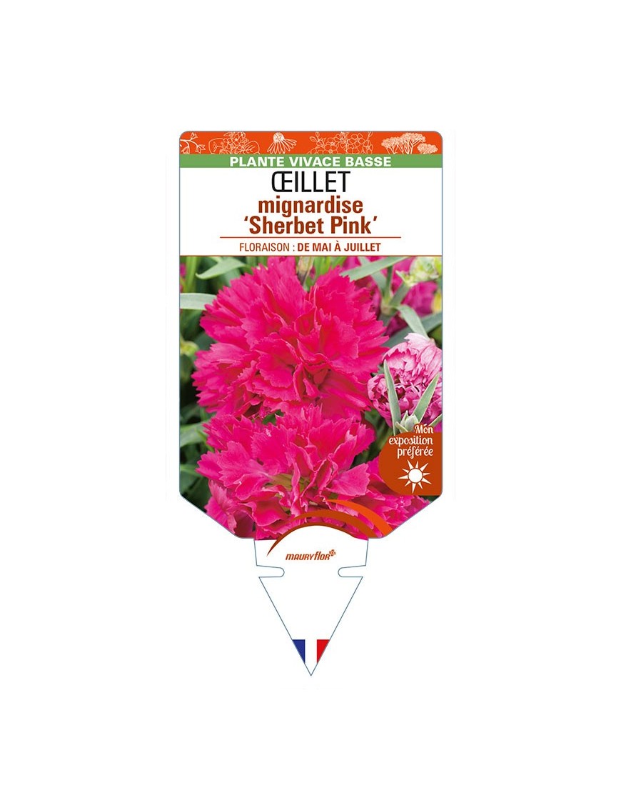 DIANTHUS plumarius 'Sherbet Pink' voir ŒILLET mignardise