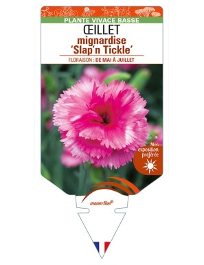 DIANTHUS plumarius 'Slap'n Tickle' (rose) voir ŒILLET mignardise