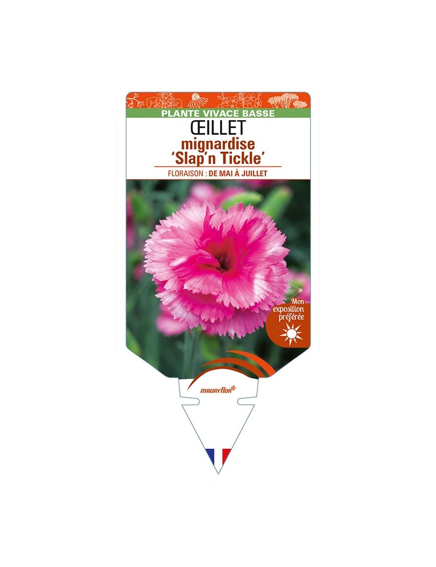 DIANTHUS plumarius 'Slap'n Tickle' (rose) voir ŒILLET mignardise