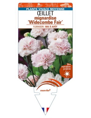 DIANTHUS plumarius 'Widecombe Fair' voir ŒILLET mignardise