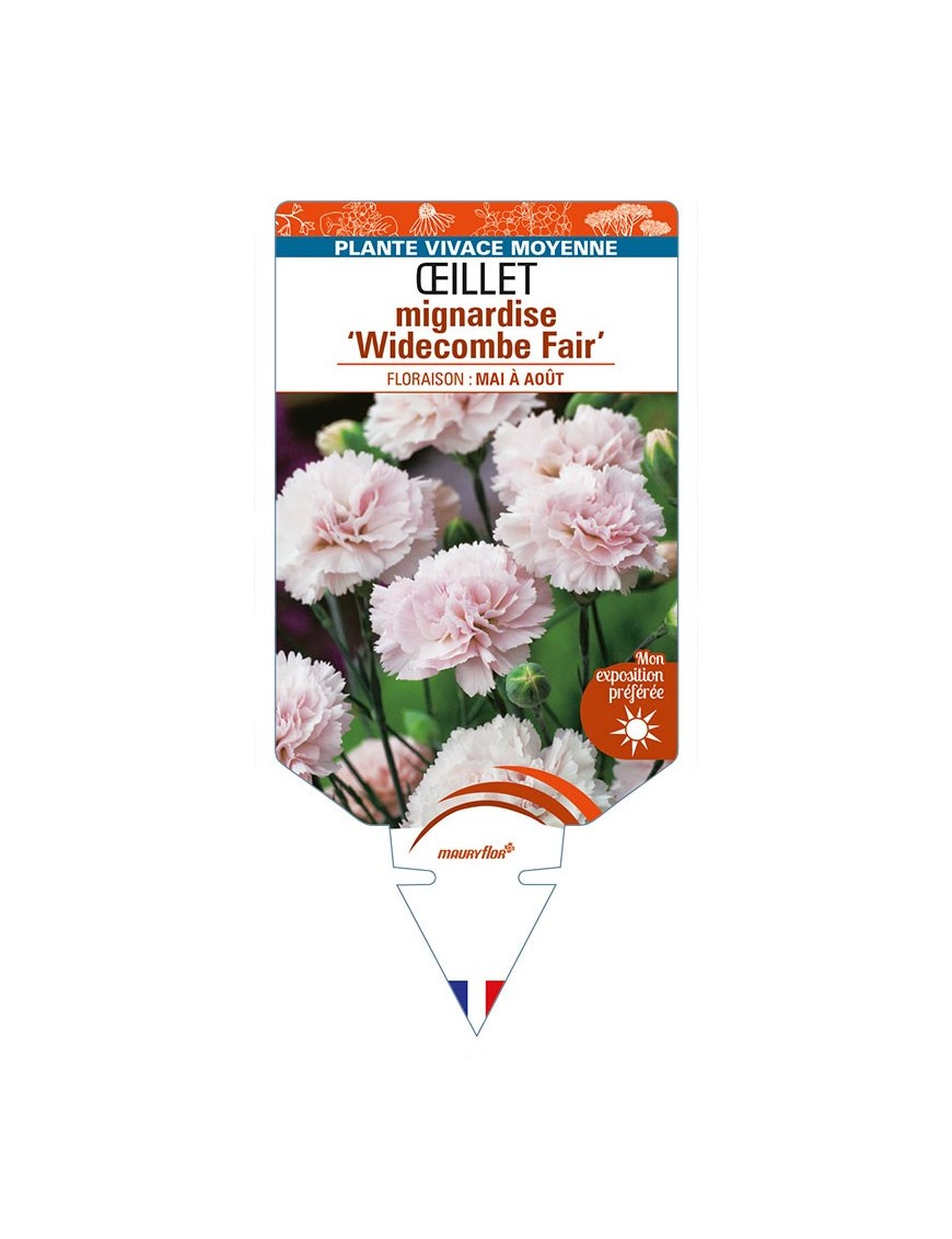 DIANTHUS plumarius 'Widecombe Fair' voir ŒILLET mignardise