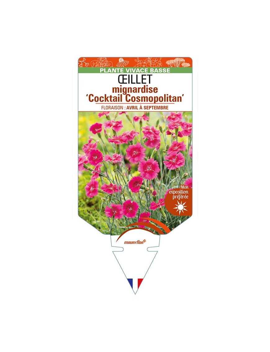 DIANTHUS plumarius ‘Cocktail Cosmopolitan’ voir ŒILLET mignardise