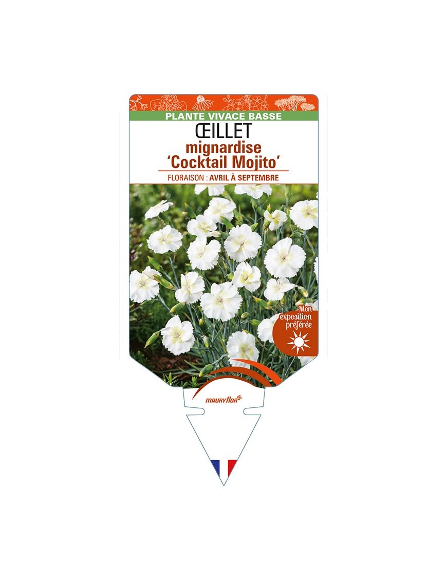 DIANTHUS plumarius ‘Cocktail Mojito’ voir ŒILLET mignardise