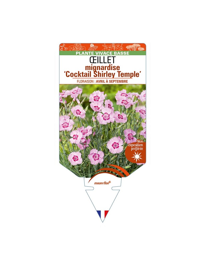 DIANTHUS plumarius ‘Cocktail Shirley Temple’ voir ŒILLET mignardise