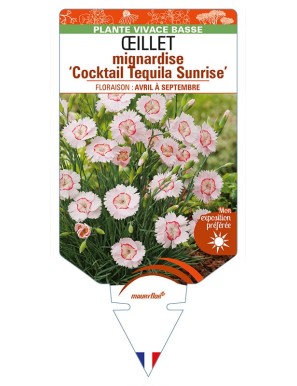 DIANTHUS plumarius ‘Cocktail Tequila Sunrise’ voir ŒILLET mignardise
