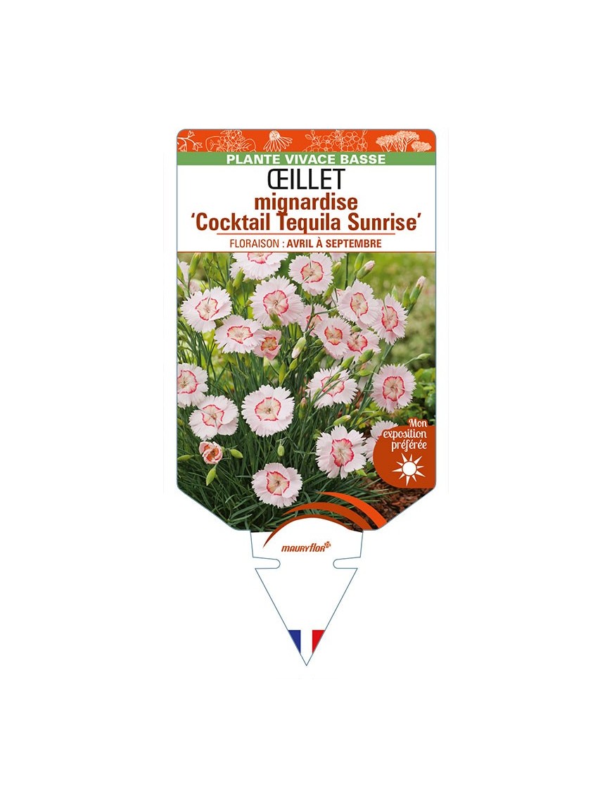 DIANTHUS plumarius ‘Cocktail Tequila Sunrise’ voir ŒILLET mignardise