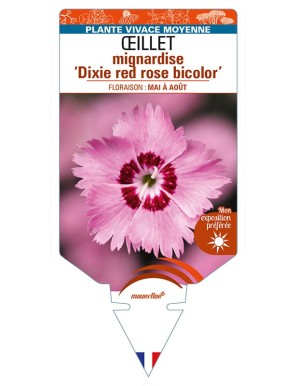DIANTHUS plumarius ‘Dixie red rose bicolor’ voir ŒILLET mignardise
